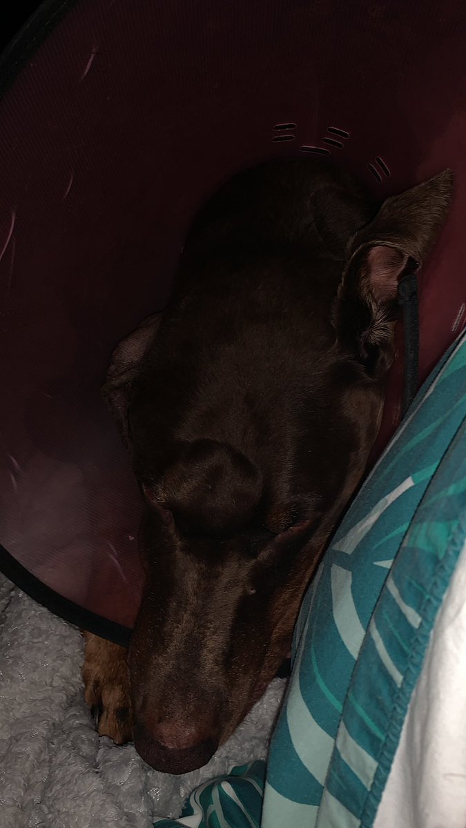 Fendithe doberman tweet media