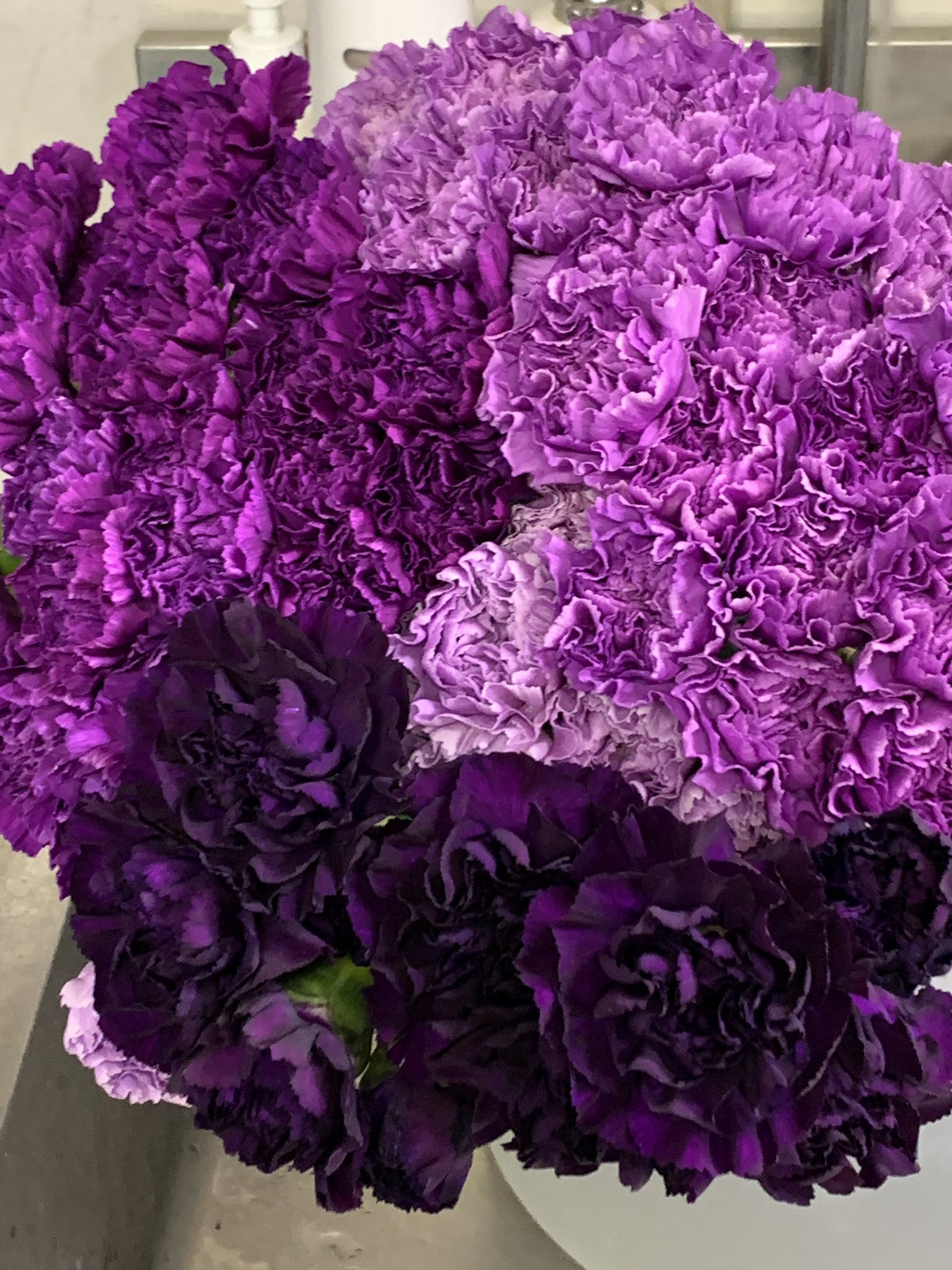有村慎一 Shin Ichi Arimura Gmo Blue Purple Carnations Presented From My Respecting Dr Tanaka Who Lead Establishing The Blue Roses For Thanks Of My Talk At His Laboratory Although It Was On Zoom