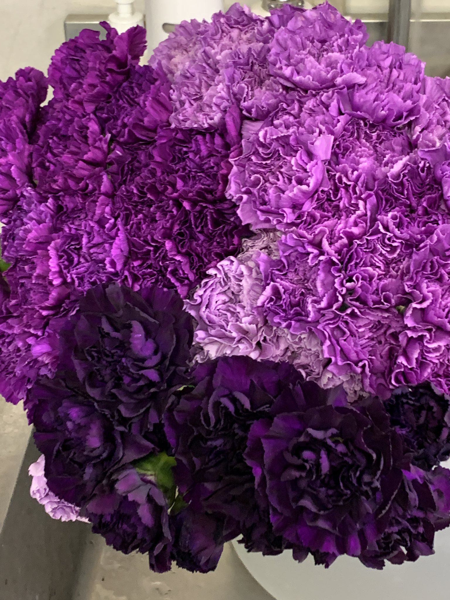有村慎一 Shin Ichi Arimura Gmo Blue Purple Carnations Presented From My Respecting Dr Tanaka Who Lead Establishing The Blue Roses For Thanks Of My Talk At His Laboratory Although It Was On Zoom