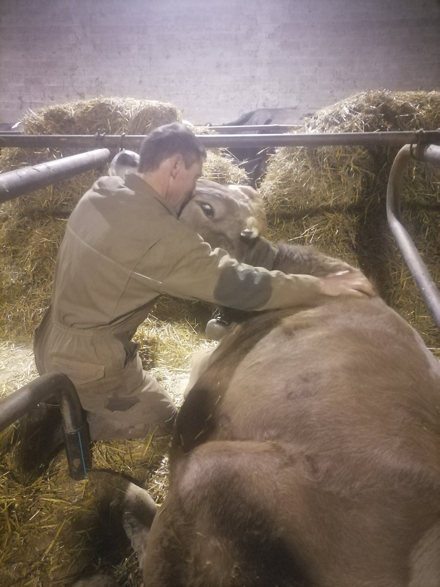 MarieViargues's tweet photo. 6h15, les chouchoutes ont droit à un câlin de Noël ce matin... 🧡🐮
#laviedemaferme #onneserefaitpas https://t.co/V977MVPYpc
