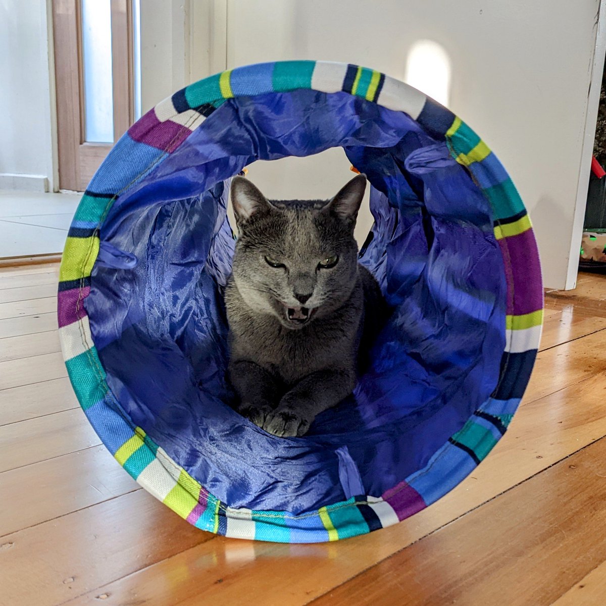 saskiarussian's tweet photo. Loving my new tunnel
Meowy Christmas furriends 🎄🎅
#Saskia #russianblue #CatsOfTwitter #NZ #Christmas2021 https://t.co/6MWIYDVhUM