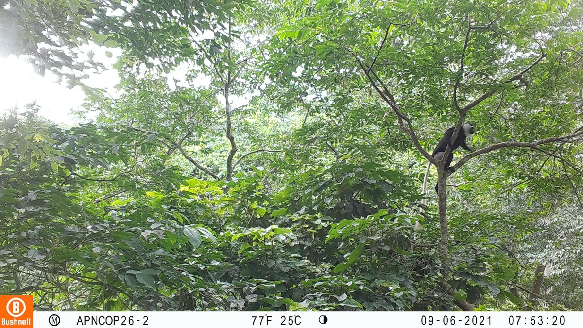 AfricanPhenoNet's tweet photo. From all of us at African #Phenology Network, we are happy  we could interact with you and discuss phenology montioring in Africa. We hope to sustain these interactions in 2022. 

We wish you happy holidays and the best of the new year! https://t.co/Nw5YWYVYBY