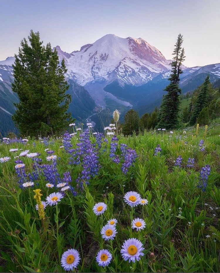 geography_point's tweet photo. Mount Rainier National Park https://t.co/vvb0QWmsKa