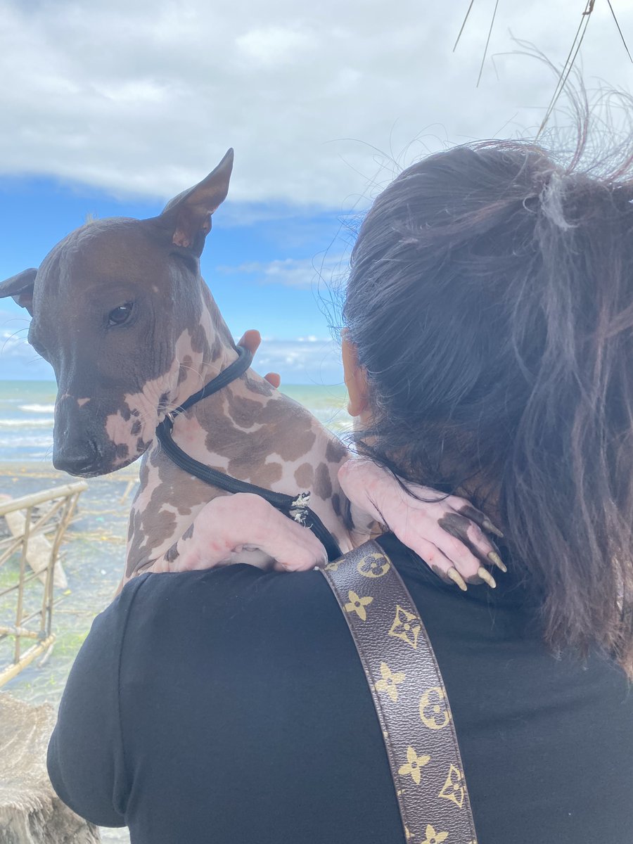 berynice__'s tweet photo. My baby 
#peruviandog https://t.co/TqV1qmsjeo