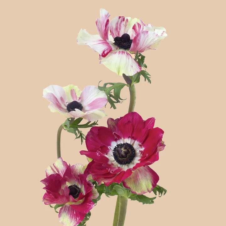 mlcooke90's tweet photo. @JenniferNorris2 I think it is an anemone flower https://t.co/19xFNwoEbI