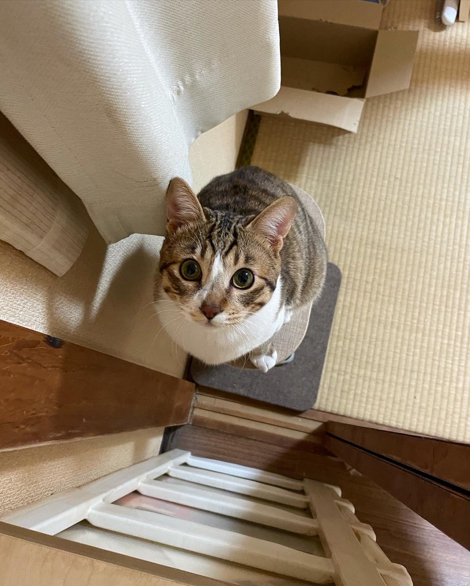 j1493kazuya's tweet photo. 遊んでにゃ〜🐈🙋‍♂️🎄

#毎日にゃんこ https://t.co/c4r0blNUVI