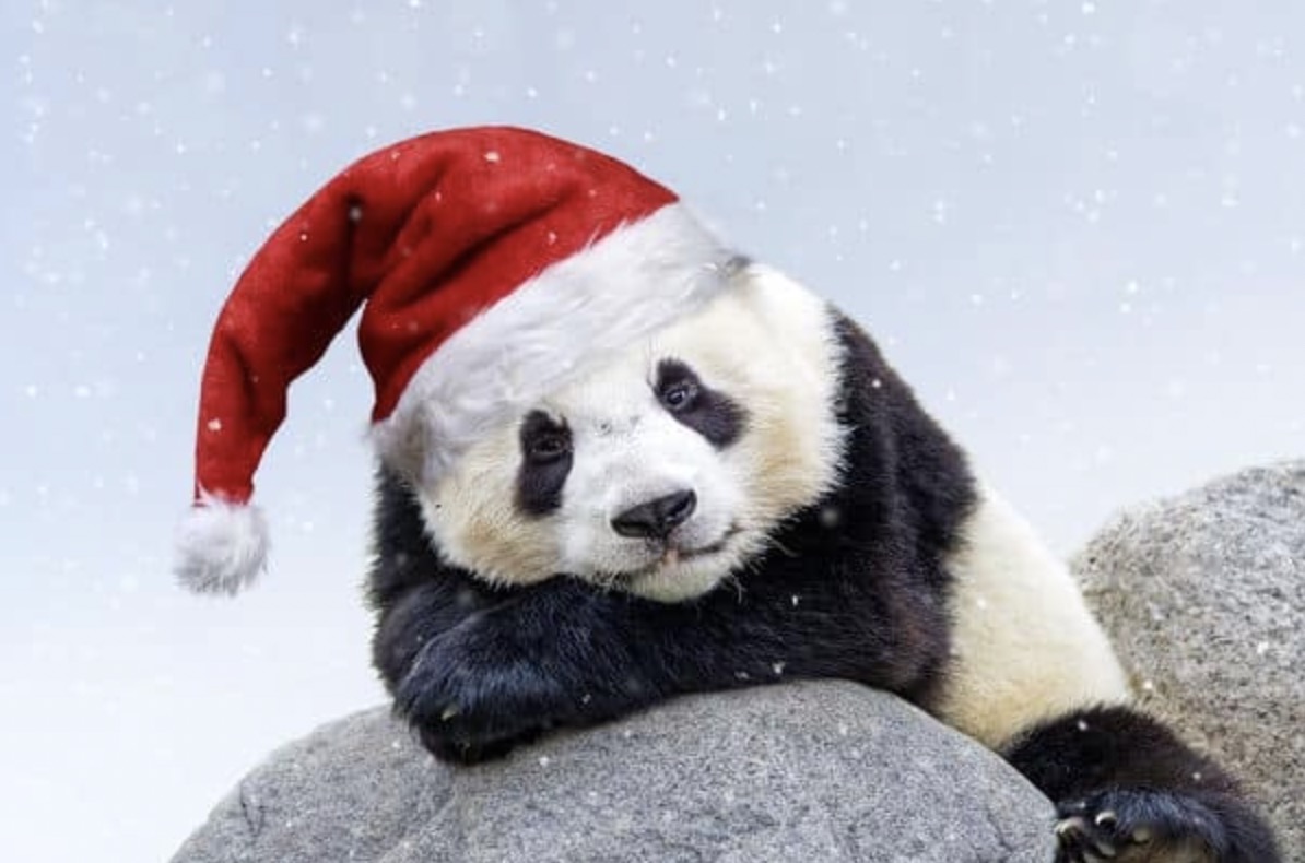 ccecans's tweet photo. 快乐每一天～ https://t.co/T6BHw6xbxa