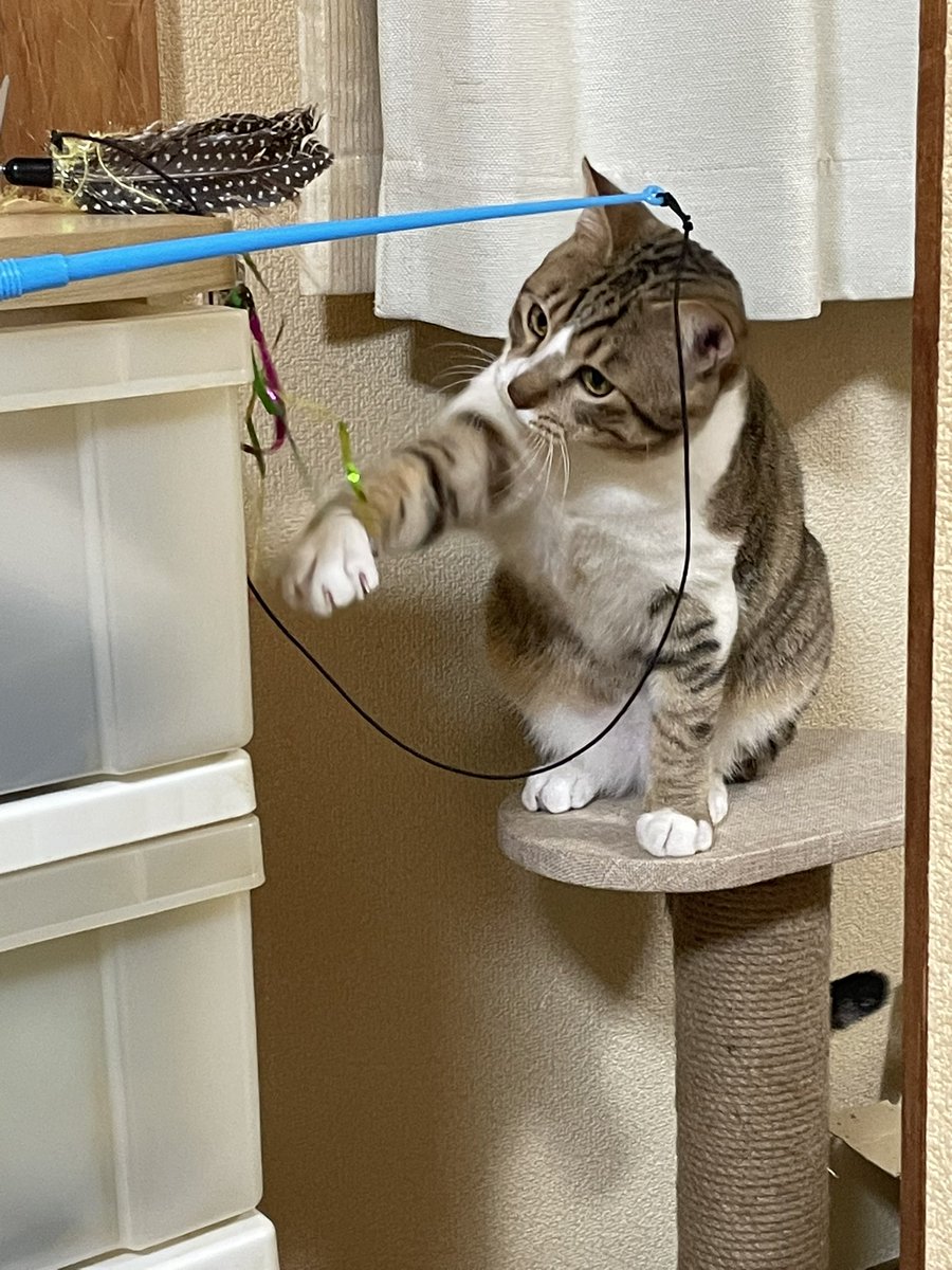 j1493kazuya's tweet photo. 日課のテンくんパンチ🐈🙋‍♂️🎄

#feft
#毎日にゃんこ https://t.co/MzBltU5St7
