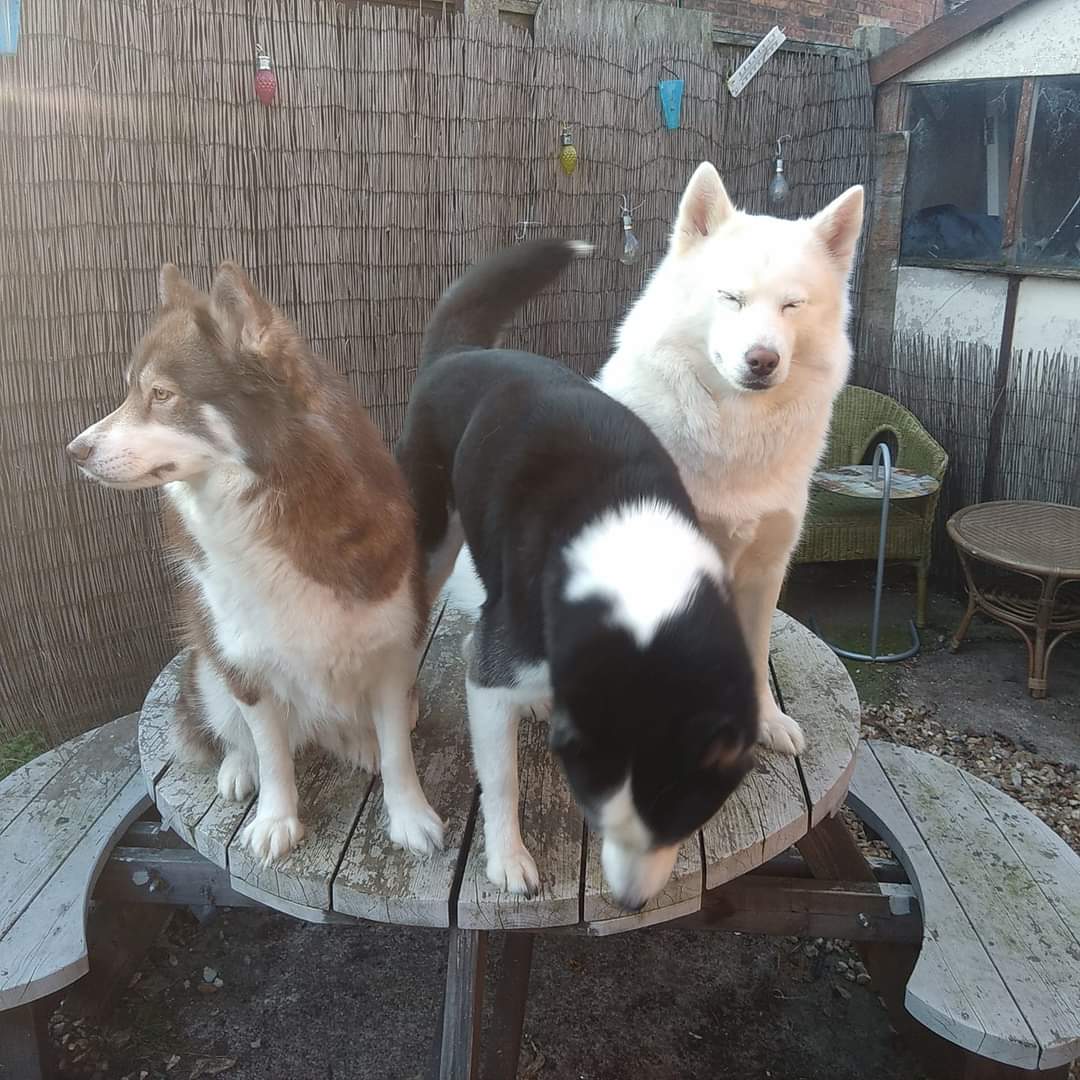 HuskyStories's tweet photo. Merry Christmas to all our followers
Hopefully today isn't too ruff ❤️❤️❤️
#siberian #huskies #husky #Christmas #DogsofTwittter 
@amandalwelch 
@AuthorJaneM 
@WeAreProvoco 
@CarolKettley https://t.co/12hb9qTC07