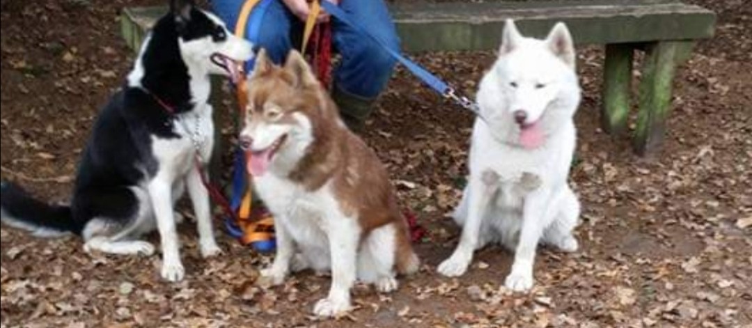 HuskyStories's tweet photo. Merry Christmas to all our followers
Hopefully today isn't too ruff ❤️❤️❤️
#siberian #huskies #husky #Christmas #DogsofTwittter 
@amandalwelch 
@AuthorJaneM 
@WeAreProvoco 
@CarolKettley https://t.co/12hb9qTC07