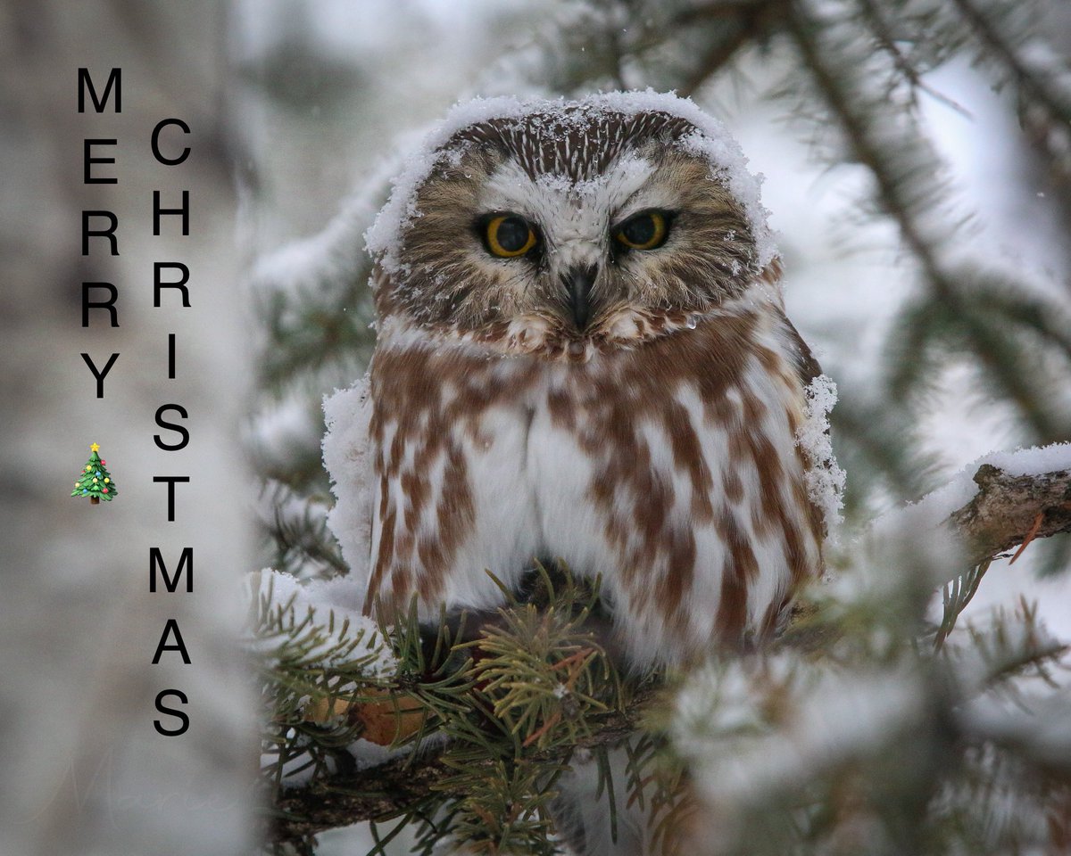 #MerryChristmas2021 #NorthernSawWhetOwl #Manitoba #Manitobabirds #birdphotography #TwitterNatureCommunity #owls