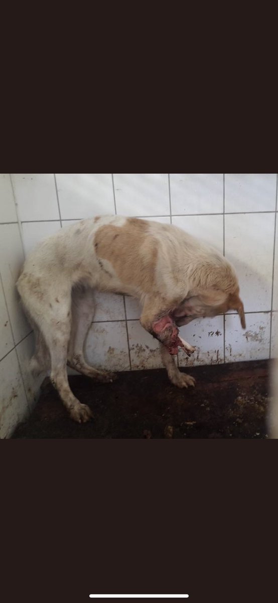 O barınak dediğiniz yerlerde hayvanlar açlıktan birbirlerini yiyorlar. Eziyet görüyorlar. Umarım fotoğraflara dikkatlice bakarsınız! Umarım vicdanınız nefretinizi yener. #SokakHayvanlarıSahipsizDeğil