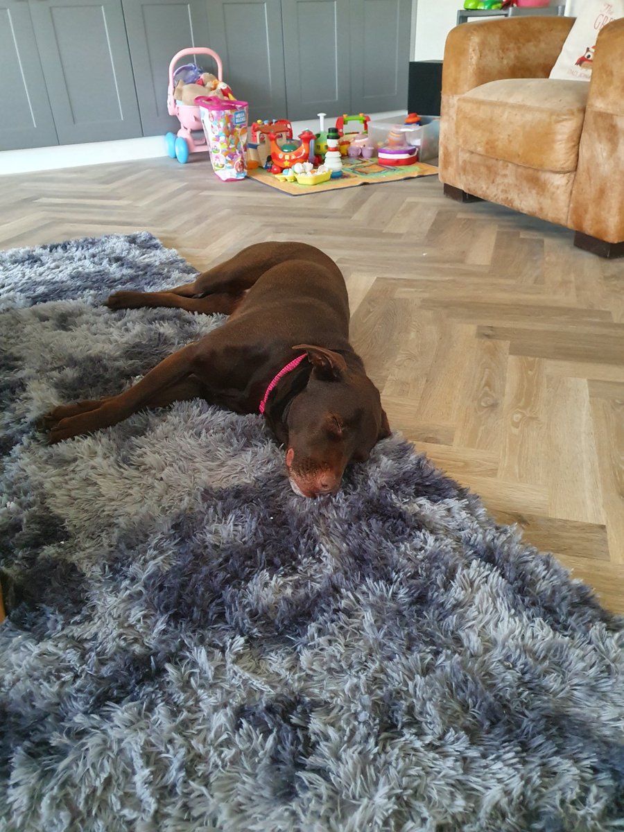 It's all too much for Bareboo all Christmassed out already! #doggychristmas #alltoomuch