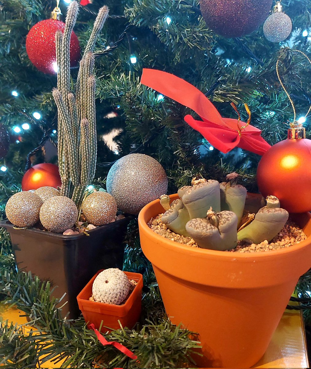 Merry Christmas to you all! The last couple of years were pretty tough on all of us, but we hope that you can celebrate quiet and fulfilling Christmas with all of your family and loved ones! 

#irishcactusandsucculentsociety #christmas #family #cacti #succulents #Ireland
