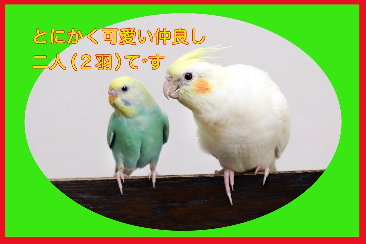 michoco20211012's tweet photo. https://t.co/GSMW12DF5K　　＃オカメ��ンコ　＃セキセイインコ　ユーチューブUPしました(^^)v https://t.co/7bgTonqxIy
