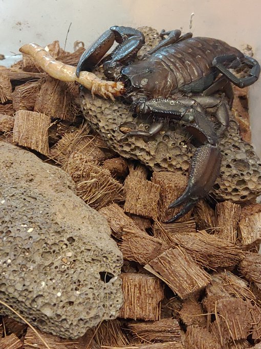 餌やり