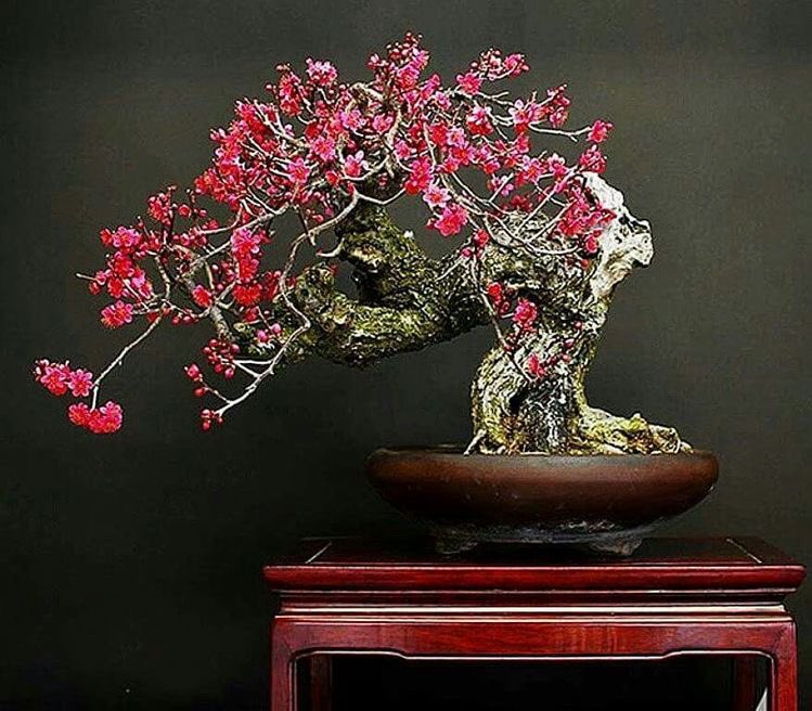 bonsai world (@garden_steps) / Posts / X