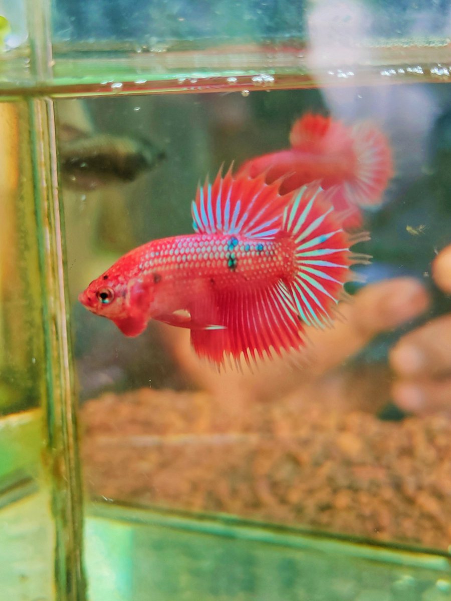 Kamfa20's tweet photo. CT red copper 👑👑👑 #betta #bettacrowntail https://t.co/fk44CFMsR5