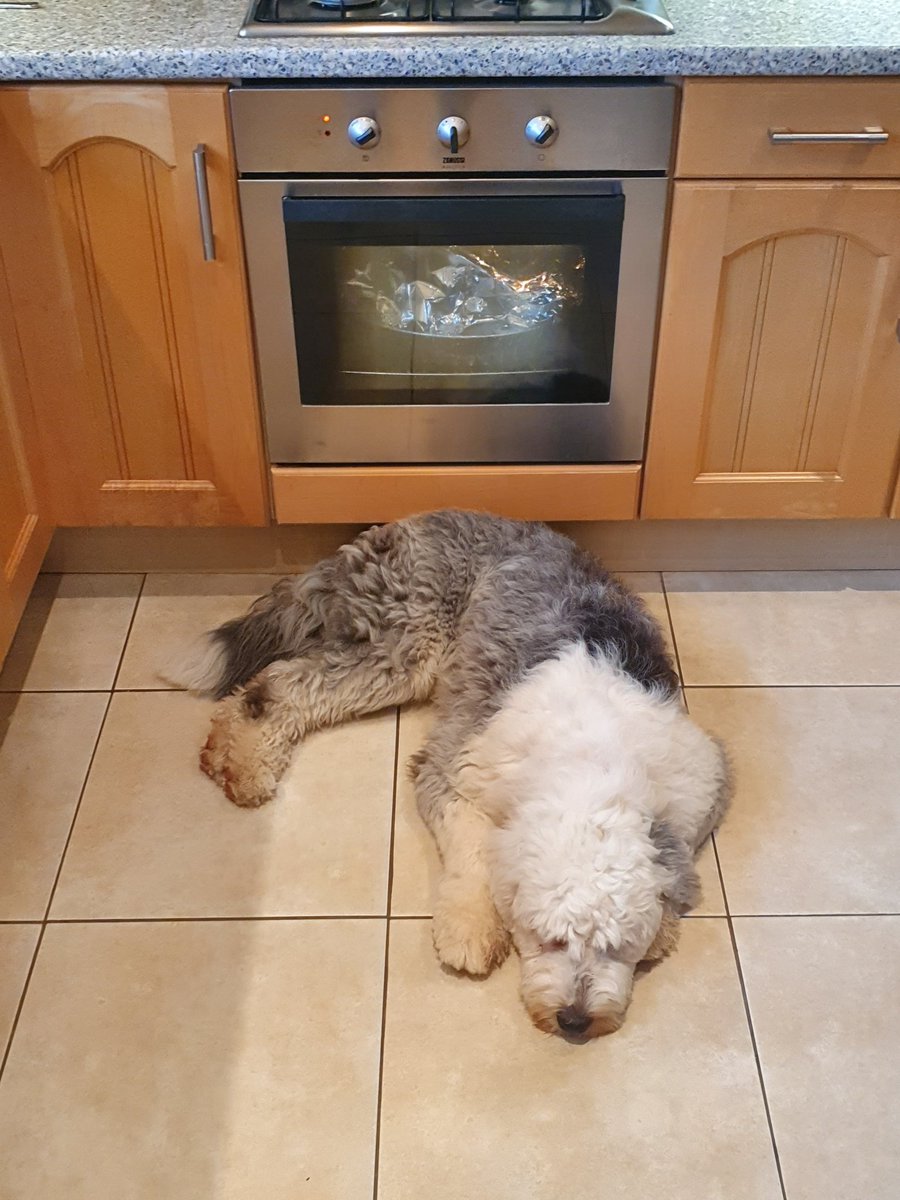 DrJasonWJones's tweet photo. Just guarding the turkey. https://t.co/fU7XKk2vpZ