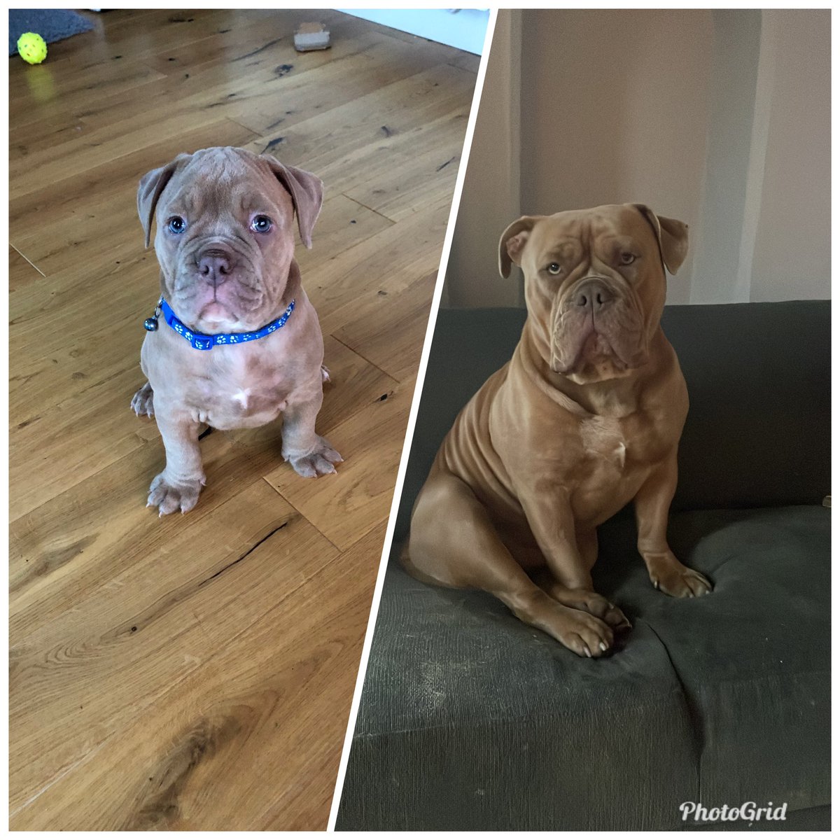 One year to the day since collecting Uncle Brian! And he’s obviously delighted about it 😂🎄🐶