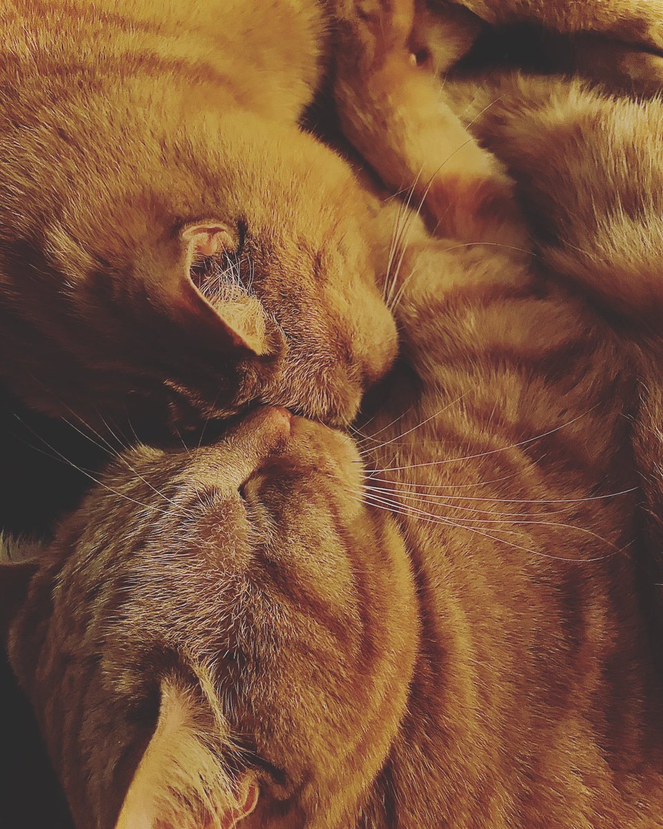 benjifrosty's tweet photo. @CeliaHammond Merry Christmas from our gals, Dusty and Dora. Their 5th Christmas with us, and they are as cute and as cheeky as ever 😻❤️😻🎄🎁🎅🏻 https://t.co/KqmM5l3kQh