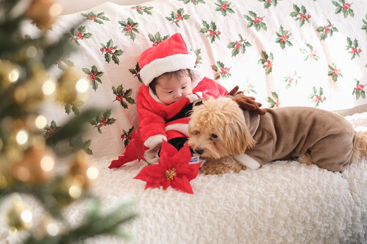 Merry Christmas from reindeer Chouchou🎄🎄