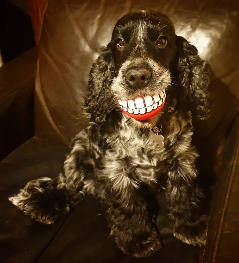 charners82's tweet photo. Grinning idiot! #JoinIn https://t.co/iVfohylvtP