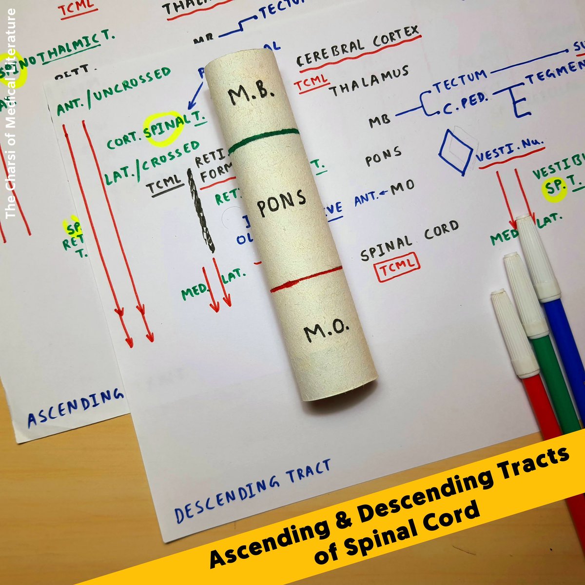 TCML_Premium's tweet photo. Tracts of Spinal Cord (Only One Page) | #tcml 

Ascending Tracts and Descending Tracts (Pyramidal and Extra Pyramidal Tracts)

📌 for detail video visit our YouTube Channel 'The Charsi of Medical Literature' 

#pyramidaltract #ascendingtract #neuroanatomy #enmeder #spinalcord https://t.co/FsmSfHUyL2
