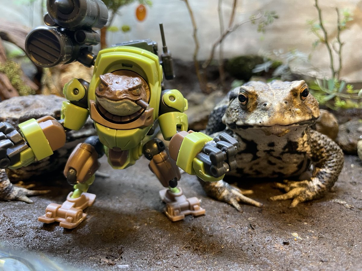 miukiuchi_ggg's tweet photo. 記念撮影(海老蔵)
#ヒキガエル #toad #Kröte #creativefield https://t.co/ZKhbiroffb