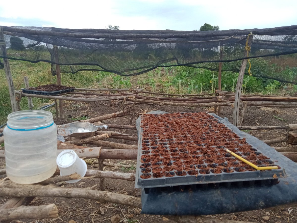 Olosida's tweet photo. Considering design, cost &amp; effectiveness of a nursery. We are propagating cabbages &amp; spinach of 1ace, in preparation for next year.  You led initiatives. https://t.co/jOZ7M7TrmO