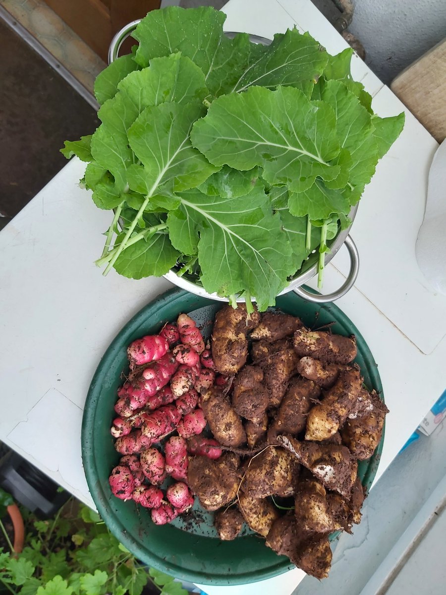 Christmas morning veg harvest for lunch: oca, artichokes and kale