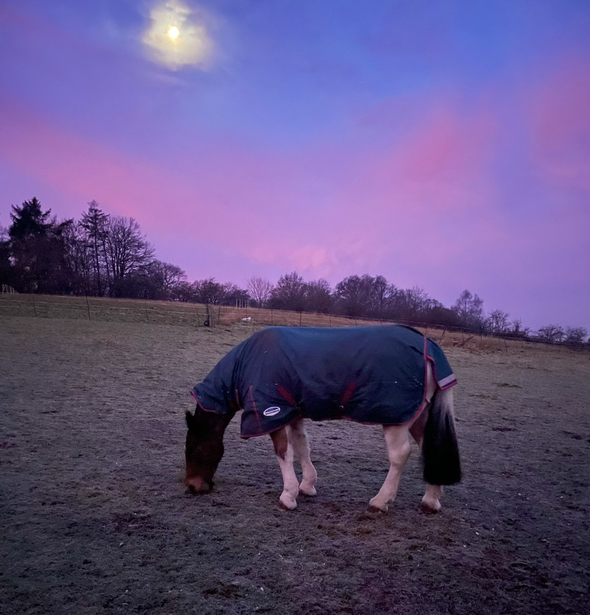 Janetnbecks's tweet photo. Merry Christmas to all my #JaysCheerleaders #FrontRowGirls from Ruari & I ❤️🐴❤️ https://t.co/60XJVaTE4Y