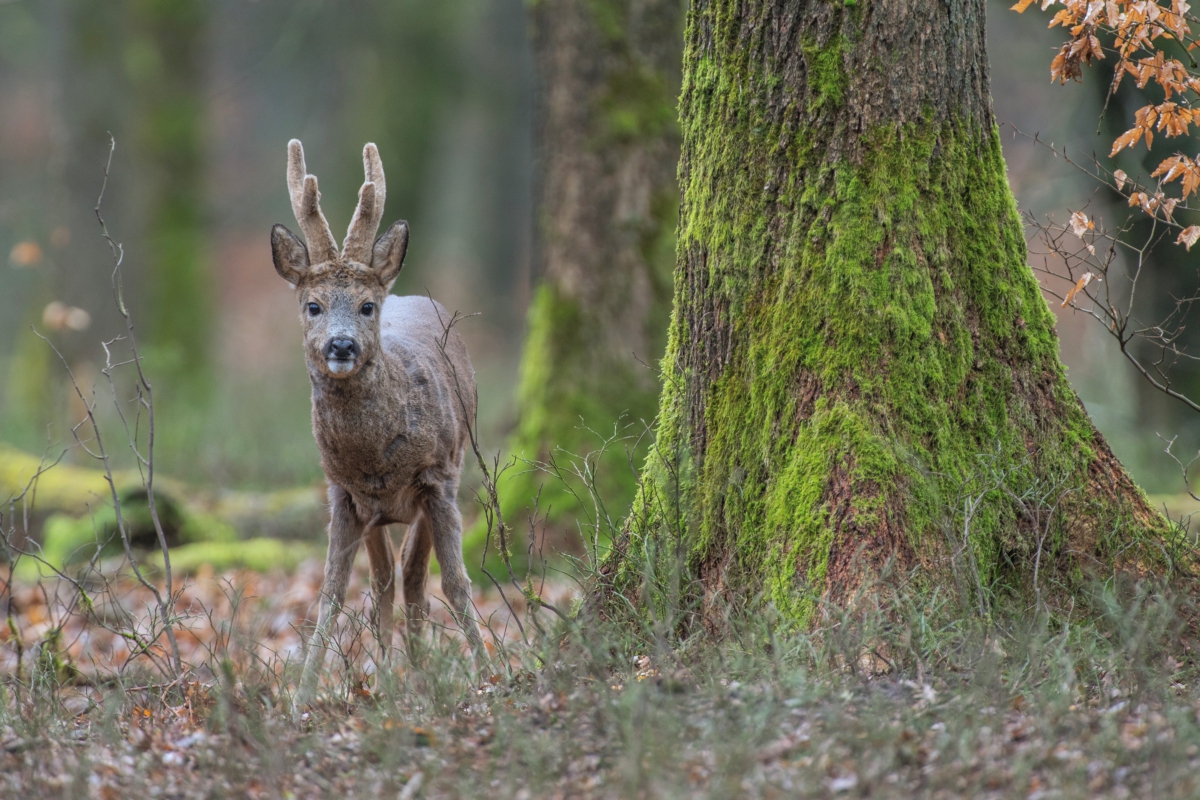 De natuur is open: kom uitwaaien, je zinnen verzetten en nieuwe energie opdoen. Maar blijf op de paden, neem je afval mee, houd afstand en de hond aan de lijn. Want de natuur is van iedereen, maar niet exclusief van mensen. Welkom buiten en fijne feestdagen!