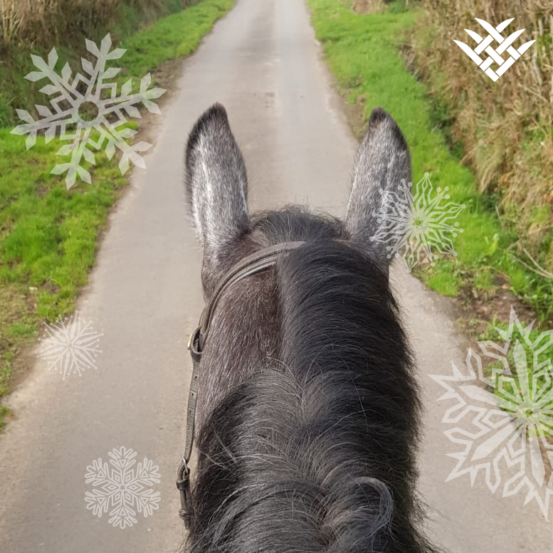 FarmStable's tweet photo. We hope everyone is having a fantastic day!! Has anyone been out on their horses? Between now and New Year send us a picture through the ears of your horse and we will choose a pic to WIN A £25 VOUCHER 🤩 

#beinittowinit #FarmStable_UK #farmstableuk #horse #horses https://t.co/Meev8OtCWi