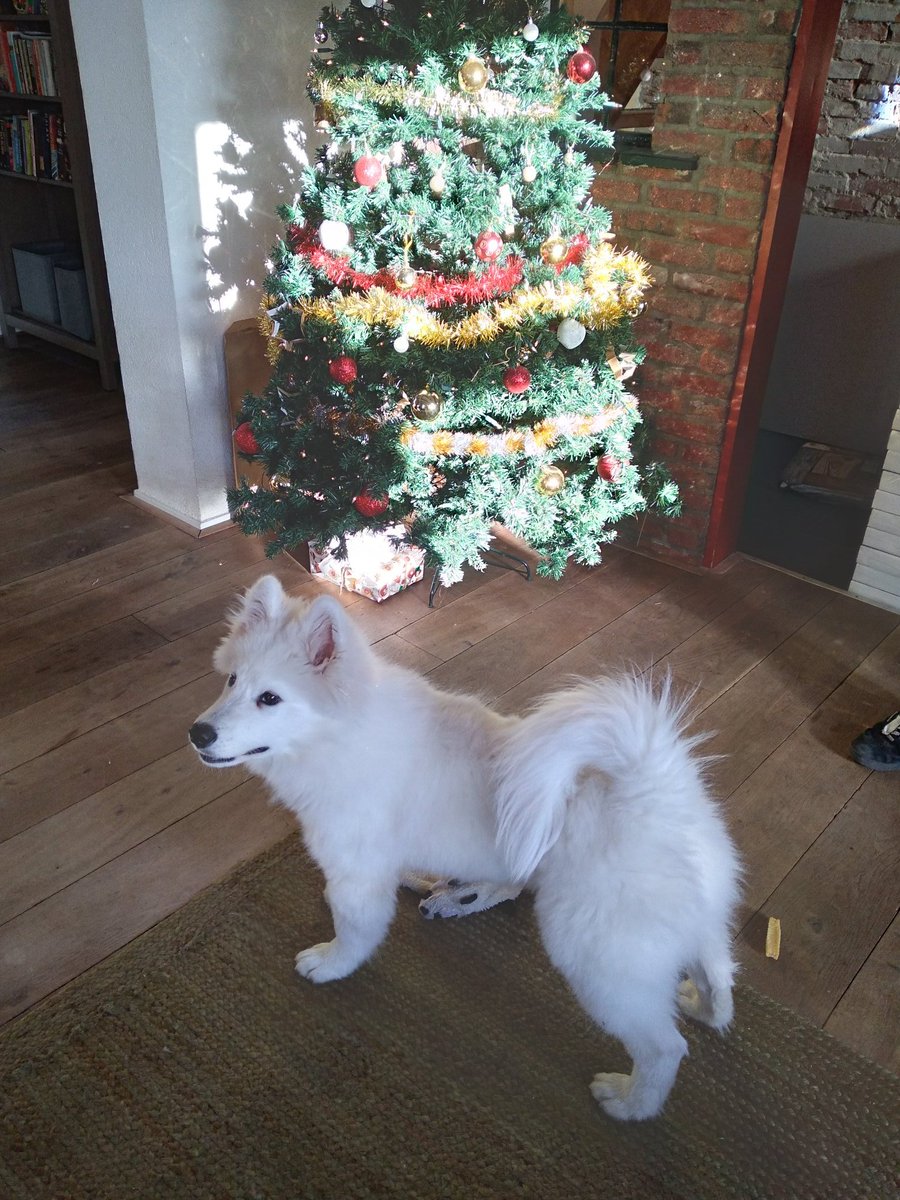 germus1949's tweet photo. Mijn grote vriend Stout,  een #Samojeed-pup, wil wel even poseren voor de kerstboom. https://t.co/xQrd33O277