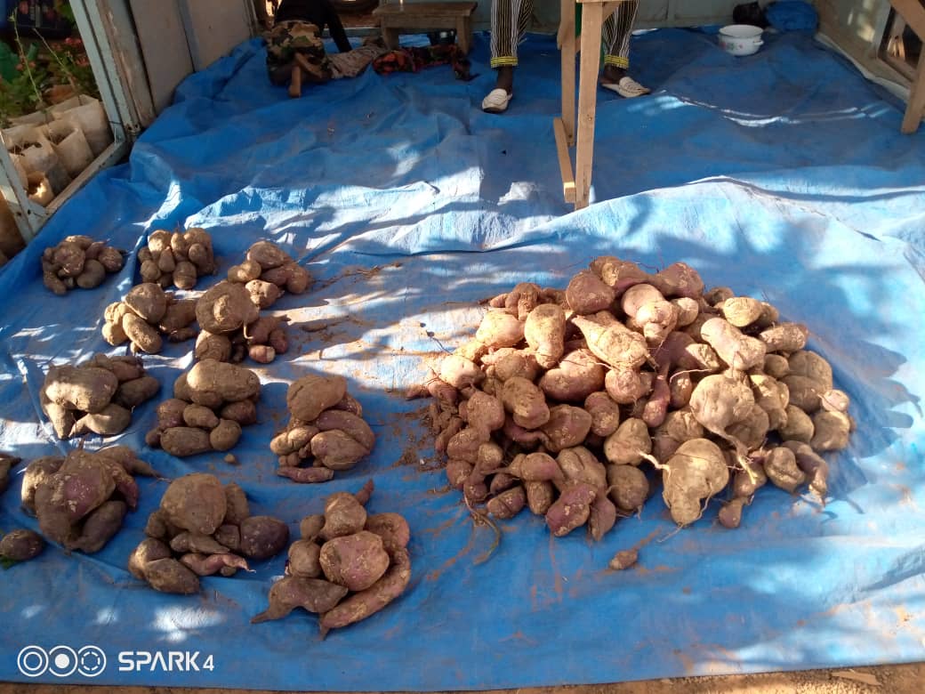RadioVenegre's tweet photo. Fin de la foire  #agro_ #Sylvo #pastorale de la commune de #Loumbila, ce jeudi 23 décembre 2021. Cette 7e édition dans la cité des #légumes est placée sous le thème :" production intensive : facteur de résilience communautaire dans un contexte d'insécurité". https://t.co/REd5vQ5vGJ