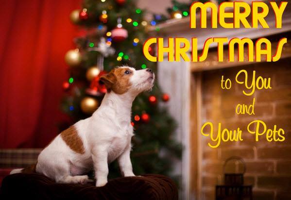 rainie1410's tweet photo. Candy is wishing you all a very Merry Christmas

🎅🎄🐶 https://t.co/oV3SwABFtT