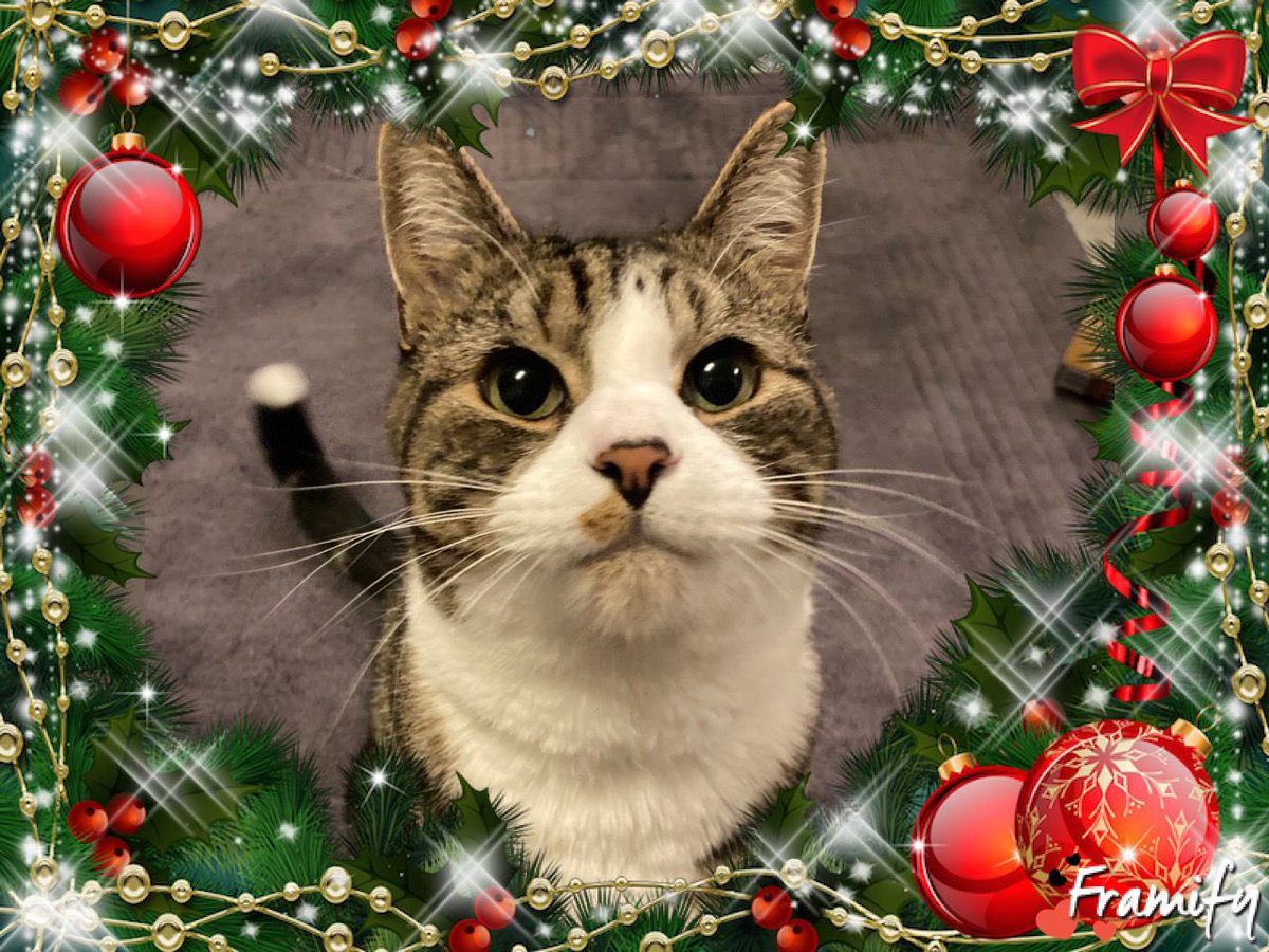 JJ_brum's tweet photo. Merry Christmas everyone. Have a good day and rest well. And happy #Caturday #maxcam #catsitter https://t.co/MMMZltrGhP