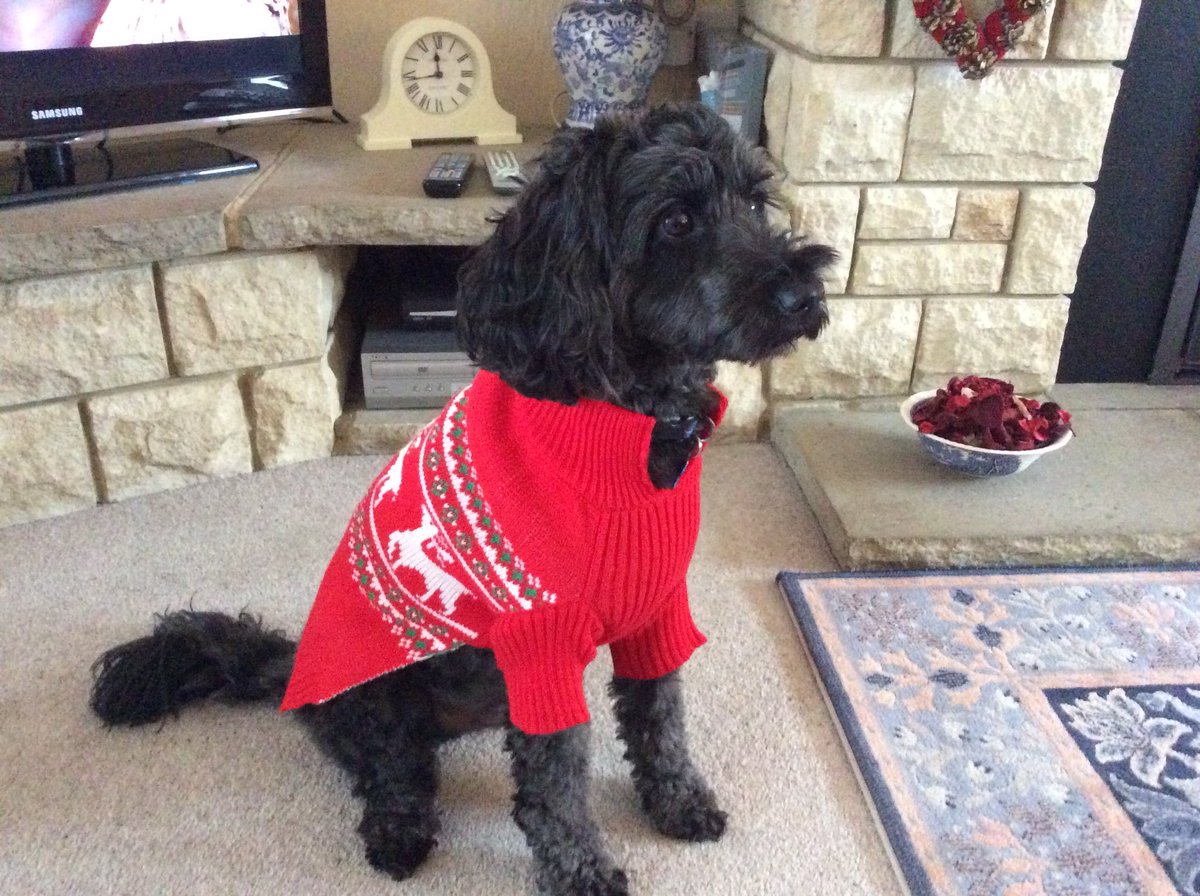 TailsCockapoo's tweet image. 🌲🐾 Happy Christmas everyone 🐾🌲
