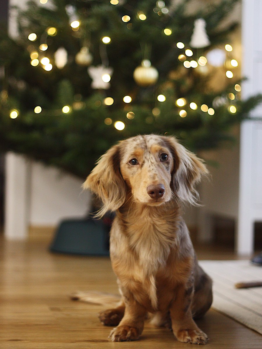 michaelanocz's tweet photo. Happy holidays ⭐️ in the Czech Republic, if you fast until dinner, you will see a golden pig. We don’t have to, we have our own golden pigglet at home 🐶 https://t.co/1VyGk3Mmml