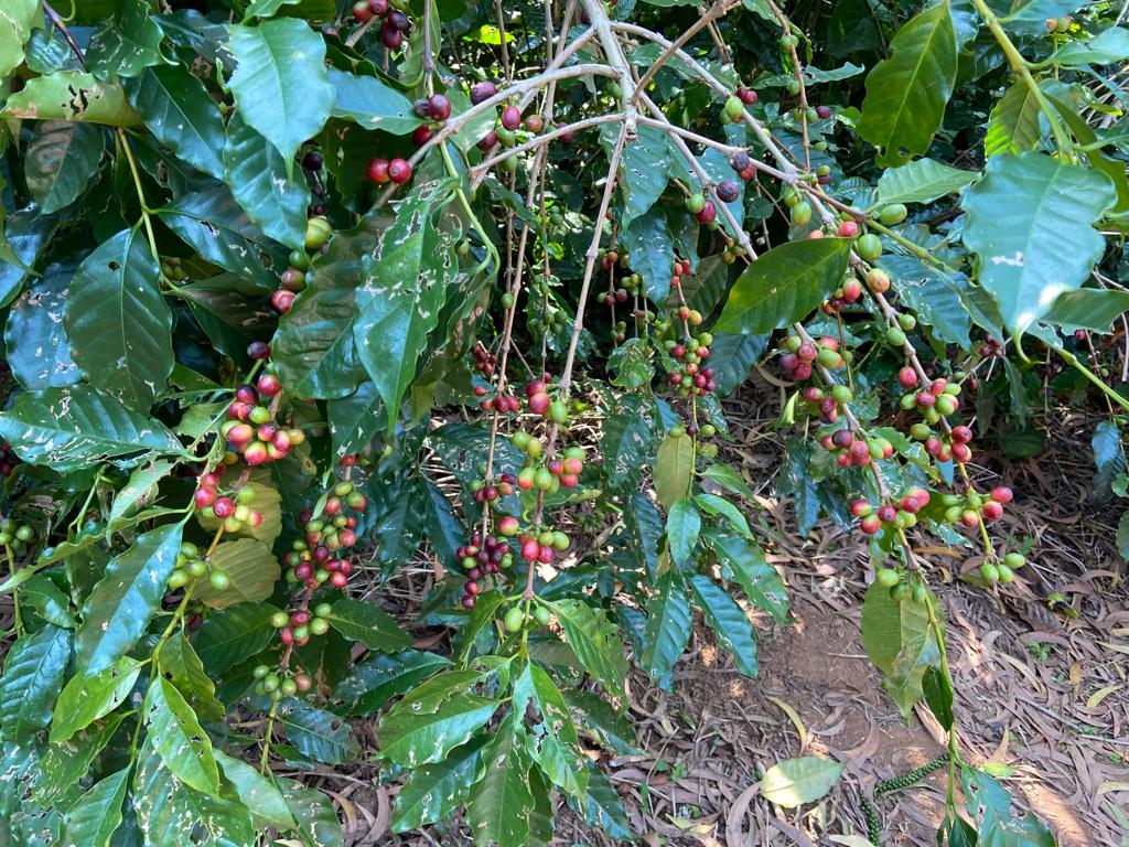 gyana_r_das's tweet photo. #IncredibleOdisha 
#Kandhamal 
#Daringbadi 
Coffee plantation.
Coffee beans. https://t.co/Ru8JhPEiUB