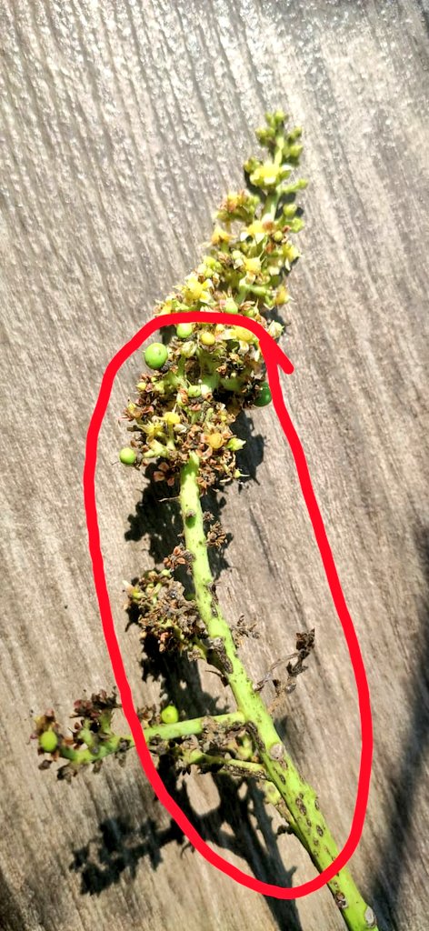 shetty_athreya's tweet photo. Here's what happens when unseasonal #rains affects #mangoflowers.
Had to cut off this #panicle from my mango tree owing to the setting in of the fungal #anthracnose disease, encircled below. Identifiable by dark lesions and flower die back.
#AlphonsoMango #horticulture #organic https://t.co/9sVj8IjtB0