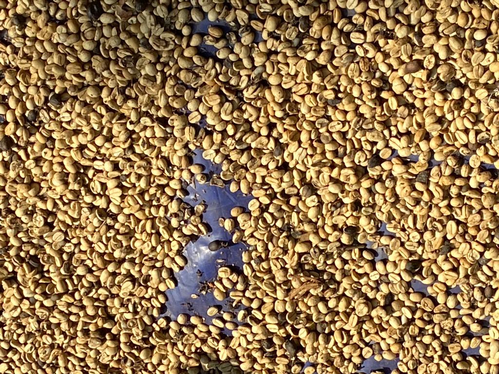 gyana_r_das's tweet photo. #IncredibleOdisha 
#Kandhamal 
#Daringbadi 
Coffee plantation.
Coffee beans. https://t.co/Ru8JhPEiUB