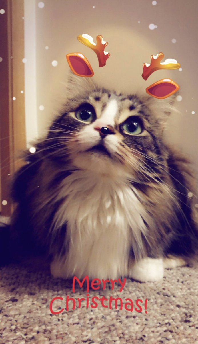 Amelia (@ameliaangelea) on Twitter photo 