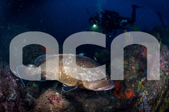 ACNgirona tweet media