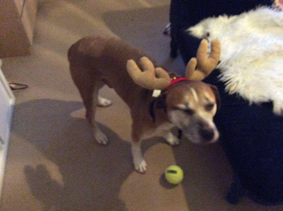 hugopooch's tweet photo. Merry Christmas https://t.co/Qy3pVRr4d2