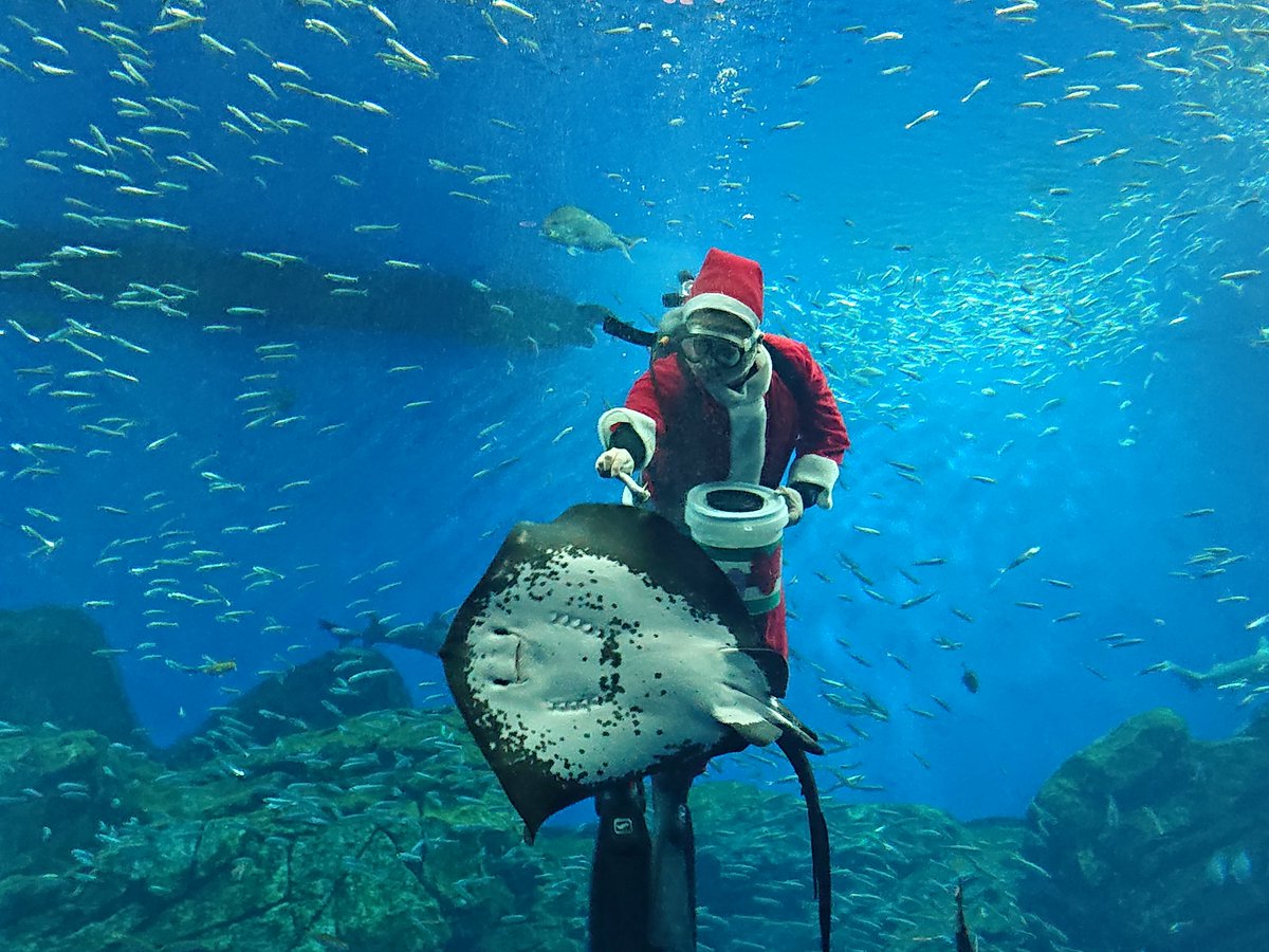 仙台うみの杜水族館】 本日も20：30まで（20：00最終入館）クリスマス延長営業いたします✨ 18：30～イルカ・アシカのクリスマスナイトパフォーマンス、19：00～大水槽サンタダイバーをお楽しみいただけます🎅  ＃s_uminomori, image size:1200x900