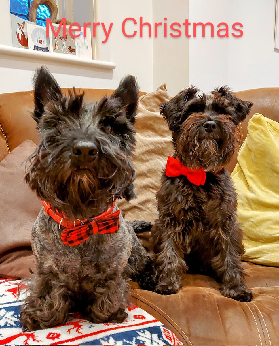 Merry Christmas Twitter pals!
Have a wonderful Christmas.
🐾🎅🎄❤