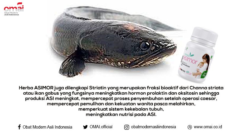 OMAI - Obat Modern Asli Indonesia tweet media