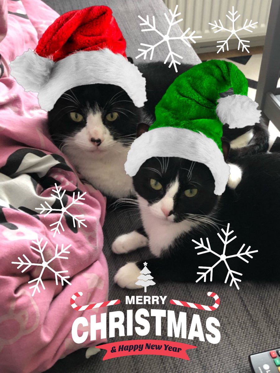 RachieBear1501's tweet photo. Merry Christmas! 😽 #MerryChristmas #Christmas2021 #FestiveFelines #CatsOfTwitter https://t.co/ZGOfxWrdLk